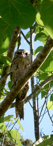 Tawny Frogmouth <click me>